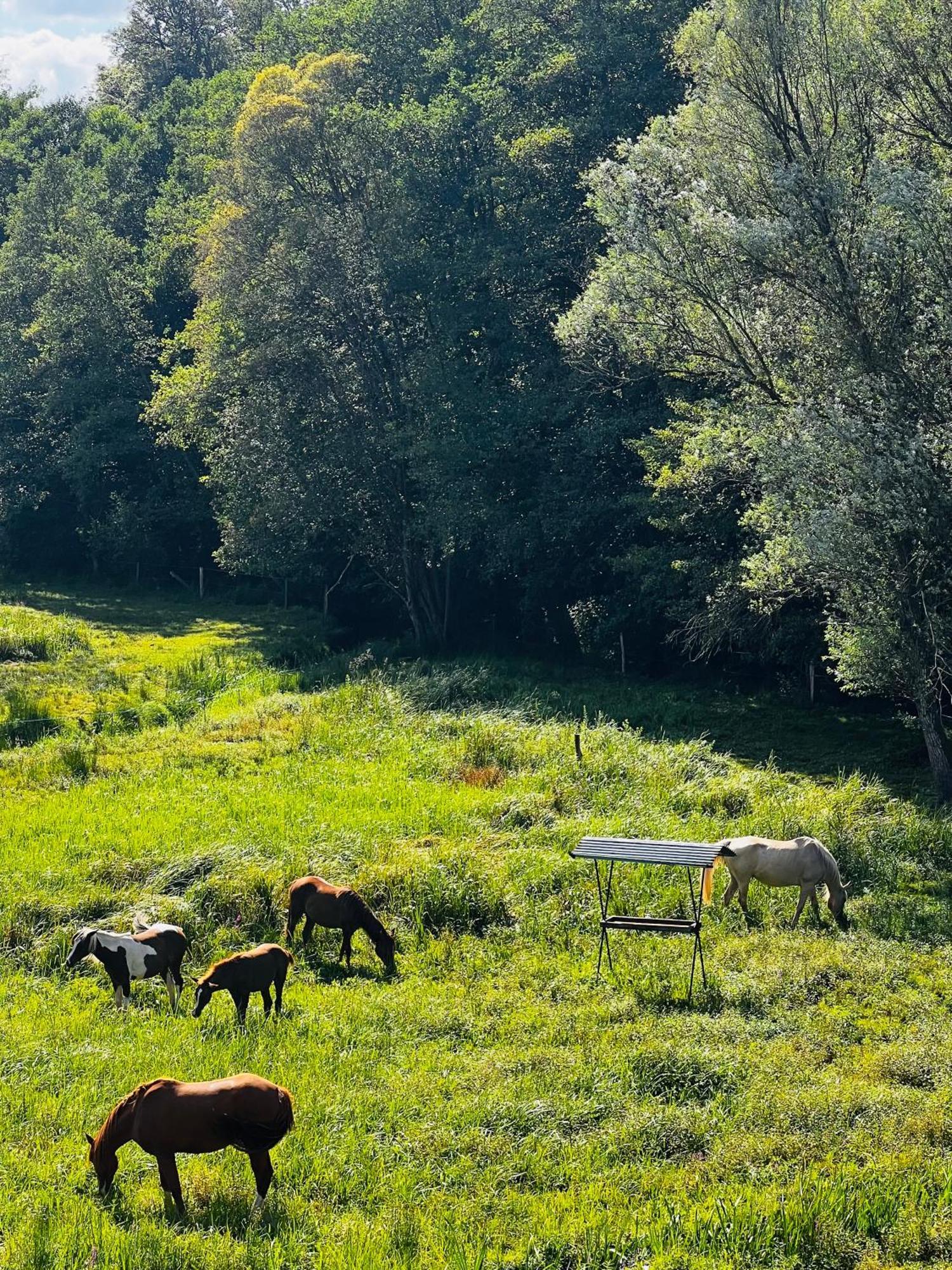 Maison D'Hotes En Pleine Nature Avec Chevaux Soucht Экстерьер фото