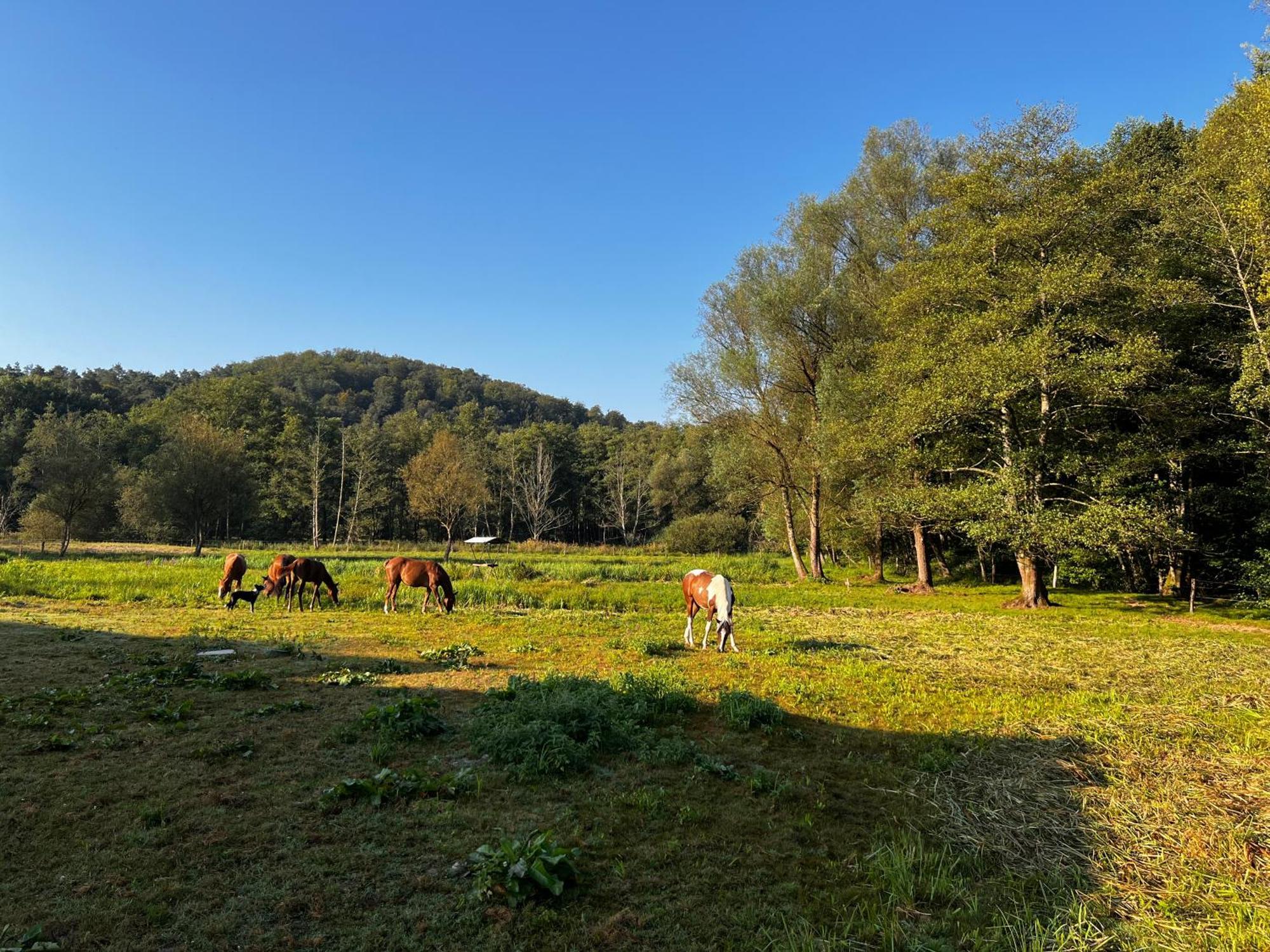 Maison D'Hotes En Pleine Nature Avec Chevaux Soucht Экстерьер фото