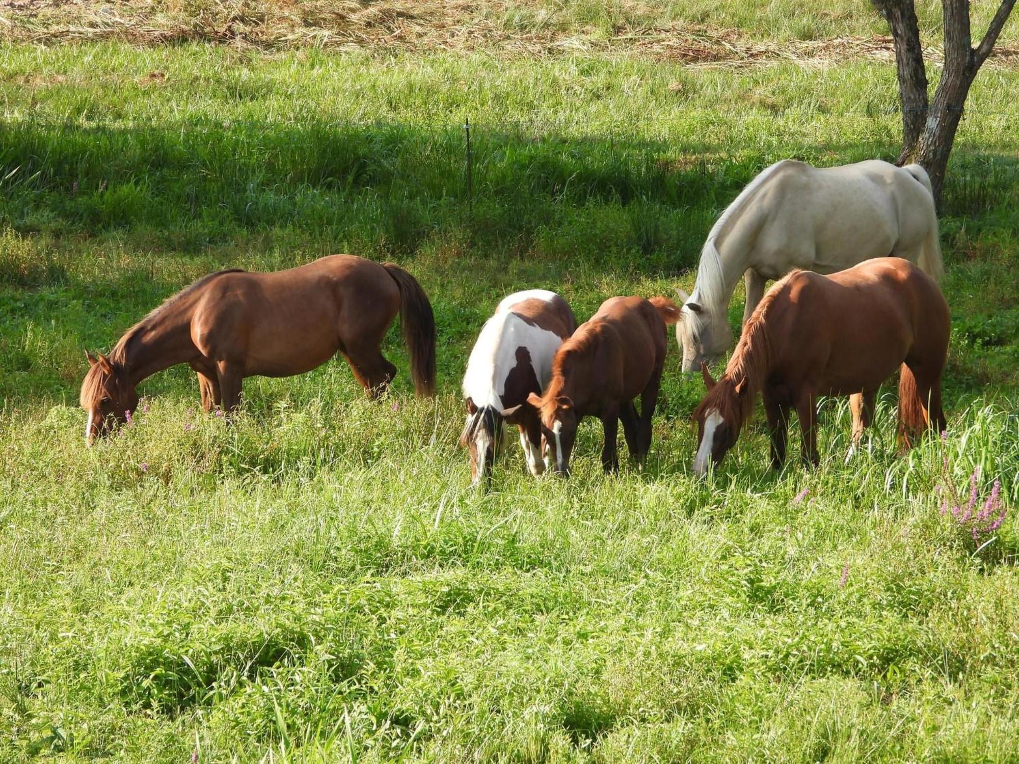 Maison D'Hotes En Pleine Nature Avec Chevaux Soucht Экстерьер фото