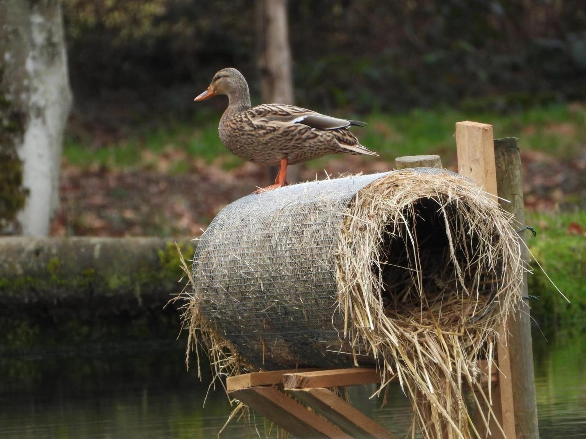 Maison D'Hotes En Pleine Nature Avec Chevaux Soucht Экстерьер фото